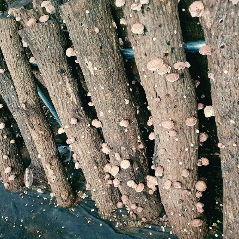 쉼팩토리,[웰던표고] 참나무원목표고 화고 동고 유기농 생표고 1kg [원산지:국산(강원도 정선군)]