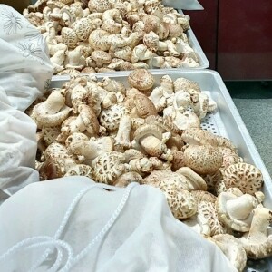 [웰던표고] 참나무원목표고 화고 동고 유기농 생표고 1kg [원산지:국산(강원도 정선군)]